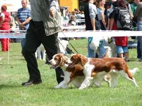 left Benton Minnesota Storm (BOB), right Quincy z Chotuckých alejí