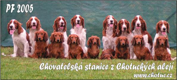 WSS left: Hit, Diana, Coney, Hank, Honey, Crys, Cindy, Hela - dachshunds left: Fred, Fredie, Feli, Bessie, Emi, Bára, Felly a Alla
